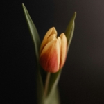 Tulpe mit schwarzem HIntergrund