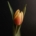 Tulpe mit schwarzem HIntergrund