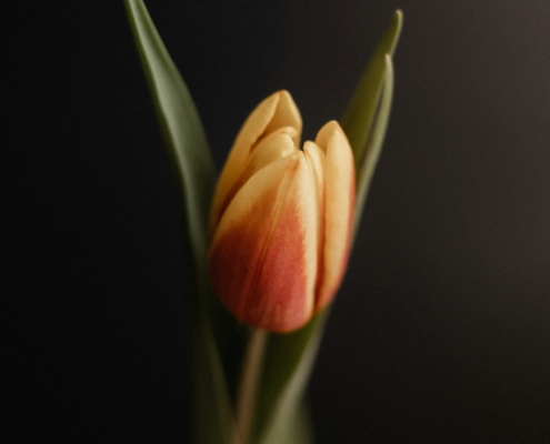 Tulpe mit schwarzem HIntergrund